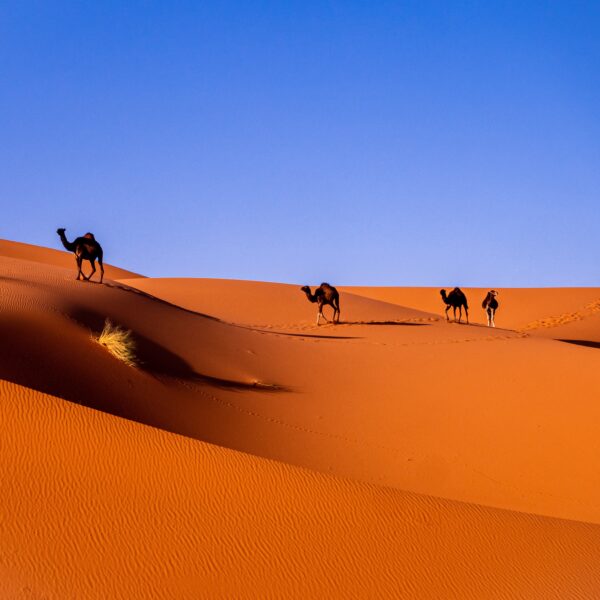 Capodanno in Marocco: 10 giorni on the road tra città imperiali, cultura e deserto