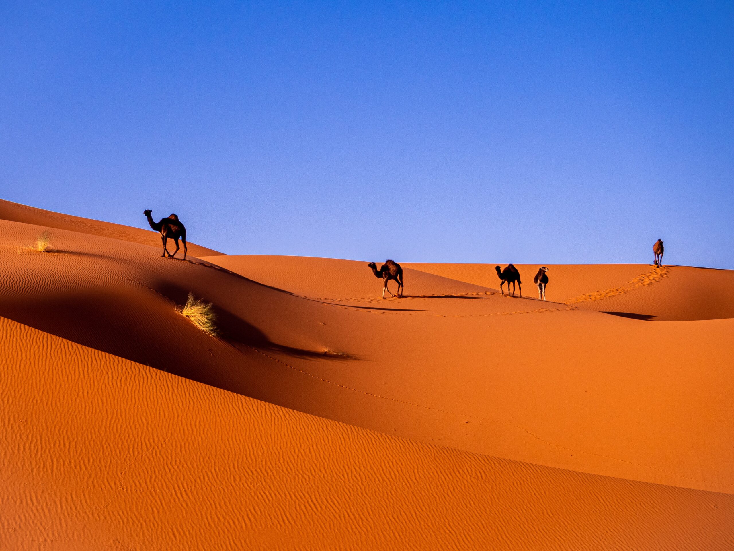 Capodanno in Marocco: 10 giorni on the road tra città imperiali, cultura e deserto